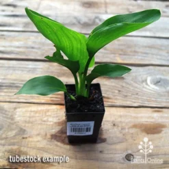 Strelitzia Reginae - Bird Of Paradise -Plant Collection Sales Shop apo strelitzia tubestock top