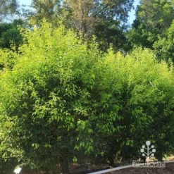 Acmena Sublime -Plant Collection Sales Shop apo sublime hedge nursery