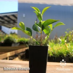 Acmena Sublime -Plant Collection Sales Shop apo sublime tubestock smaller