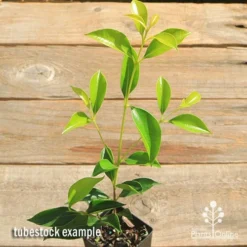 Acmena Sublime -Plant Collection Sales Shop apo sublime tubestock top