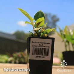 Anthurium Success Red -Plant Collection Sales Shop apo success red anthurium tubestock small