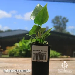 Anthurium Success Red -Plant Collection Sales Shop apo success red tubestock