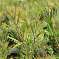 Callistemon Summer Days™ -Plant Collection Sales Shop apo summer days callistemon foliage