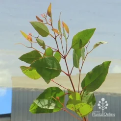 Eucalyptus Summer Scentsation - Flowering Gum 8 Eucalyptus Summer Scentsation - Flowering Gum -Plant Collection Sales Shop apo summer scentsation foliage