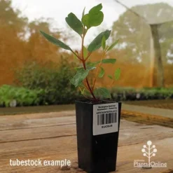 Eucalyptus Summer Scentsation - Flowering Gum 10 Eucalyptus Summer Scentsation - Flowering Gum -Plant Collection Sales Shop apo summer scentsation gum tubestock