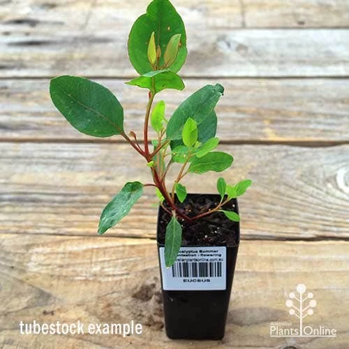 Eucalyptus Summer Scentsation - Flowering Gum 2 Eucalyptus Summer Scentsation - Flowering Gum - Image 2