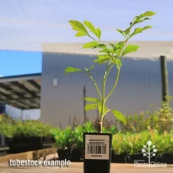 Radermachera Summerscent -Plant Collection Sales Shop apo summerscent tubestock