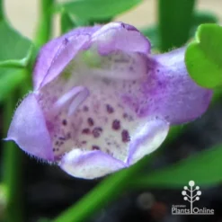 Eremophila Summertime Blue - Emu Bush 15 Eremophila Summertime Blue - Emu Bush -Plant Collection Sales Shop apo summertime blue eremophila flower macro