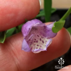 Eremophila Summertime Blue - Emu Bush 13 Eremophila Summertime Blue - Emu Bush -Plant Collection Sales Shop apo summertime blue eremophila flower size