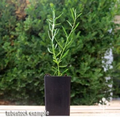 Eremophila Summertime Blue - Emu Bush 10 Eremophila Summertime Blue - Emu Bush -Plant Collection Sales Shop apo summertime blue eremophila tubestock2