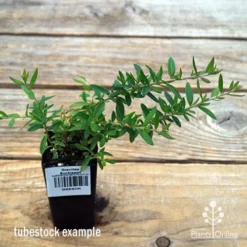 Grevillea Sunkissed -Plant Collection Sales Shop apo sunkissed tubestock