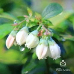 Blueberry Sunshine Blue -Plant Collection Sales Shop apo sunshine blue blueberry flowers