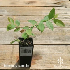 Blueberry Sunshine Blue -Plant Collection Sales Shop apo sunshine blue tubestock top