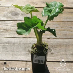 Philodendron Super Atom -Plant Collection Sales Shop apo super atom tubestock chunky top 1