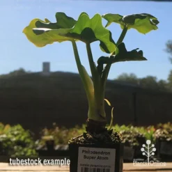 Philodendron Super Atom -Plant Collection Sales Shop apo super atom tubestock chunky 1