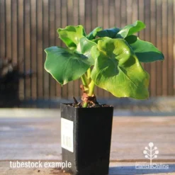 Philodendron Super Atom -Plant Collection Sales Shop apo super atom tubestock front