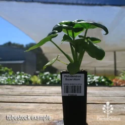 Philodendron Super Atom -Plant Collection Sales Shop apo super atom tubestock nursery