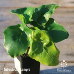 Philodendron Super Atom -Plant Collection Sales Shop apo super atom tubestock top 1