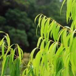 Waterhousea Sweeper - Weeping Lilly Pilly -Plant Collection Sales Shop apo sweeper foliage
