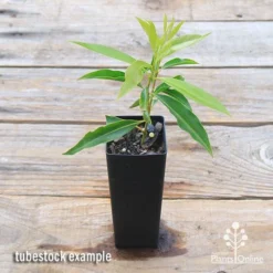 Waterhousea Sweeper - Weeping Lilly Pilly -Plant Collection Sales Shop apo sweeper tubetock