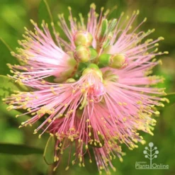 Callistemon Sweet Burst -Plant Collection Sales Shop apo sweet burst buds opening