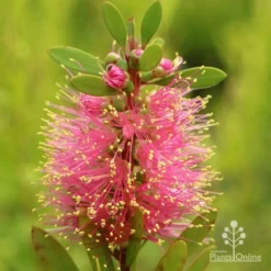Callistemon Sweet Burst -Plant Collection Sales Shop apo sweet burst callistemon flower