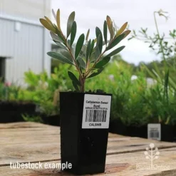 Callistemon Sweet Burst -Plant Collection Sales Shop apo sweet burst callistemon tubestock