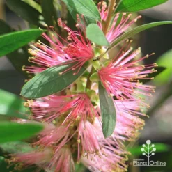 Callistemon Sweet Burst -Plant Collection Sales Shop apo sweet burst flower ant