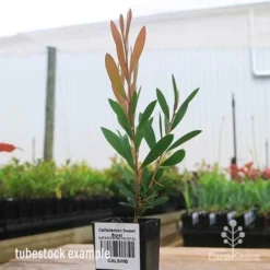 Callistemon Sweet Burst -Plant Collection Sales Shop apo sweet burst tubestock colour