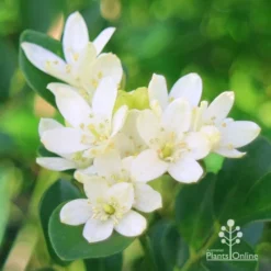 Murraya Sweet Privacy -Plant Collection Sales Shop apo sweet privacy flowers