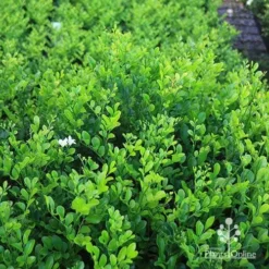 Murraya Sweet Privacy -Plant Collection Sales Shop apo sweet privacy hedge