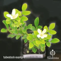 Murraya Sweet Privacy -Plant Collection Sales Shop apo sweet privacy isolated