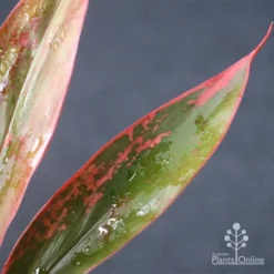 Cordyline Fruticosa Tangelo -Plant Collection Sales Shop apo tangelo leaf
