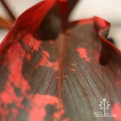 Cordyline Fruticosa Tangelo -Plant Collection Sales Shop apo tangelo leaf close