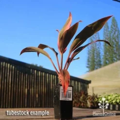 Cordyline Fruticosa Tangelo -Plant Collection Sales Shop apo tangelo tubestock blue sky