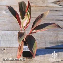 Cordyline Fruticosa Tangelo -Plant Collection Sales Shop apo tangelo tubestock top