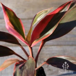 Cordyline Fruticosa Tangelo -Plant Collection Sales Shop apo tangelo tubestock2