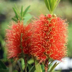 Callistemon Tangerine Dream -Plant Collection Sales Shop apo tangerine dream callistemon