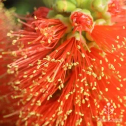Callistemon Tangerine Dream -Plant Collection Sales Shop apo tangerine dream superclose