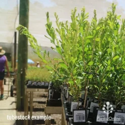 Callistemon Tangerine Dream -Plant Collection Sales Shop apo tangerine dream tall tubestocks