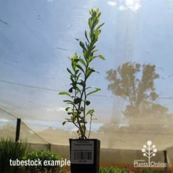 Callistemon Tangerine Dream -Plant Collection Sales Shop apo tangerine dream tubestock
