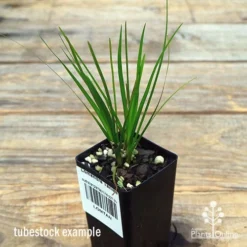Lomandra Tanika 11 Lomandra Tanika -Plant Collection Sales Shop apo tanika tubestock