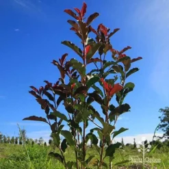 Photinia Thin Red 13 Photinia Thin Red -Plant Collection Sales Shop apo thin red habit blue sky