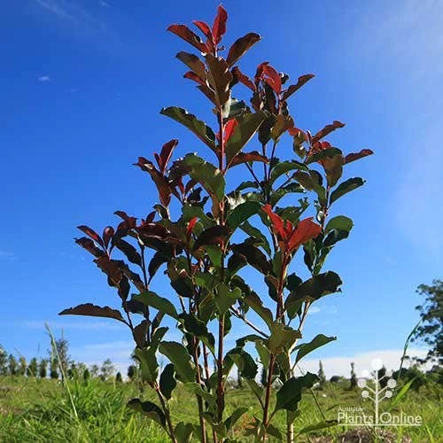 Photinia Thin Red 3 Photinia Thin Red - Image 3