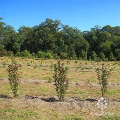 Photinia Thin Red 19 Photinia Thin Red -Plant Collection Sales Shop apo thin red nursery hedge 2