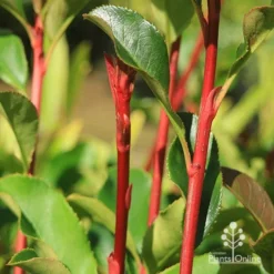 Photinia Thin Red 16 Photinia Thin Red -Plant Collection Sales Shop apo thin red red stems 2