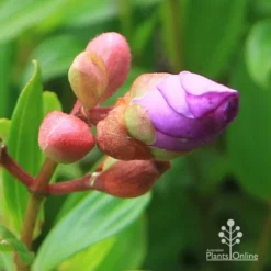 Tibouchina Allure -Plant Collection Sales Shop apo tibouchina allure bud