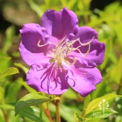Tibouchina Allure -Plant Collection Sales Shop apo tibouchina allure flower2