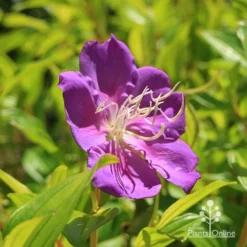 Tibouchina Allure -Plant Collection Sales Shop apo tibouchina allure flower 1