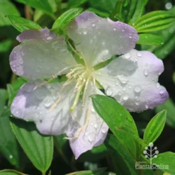 Tibouchina Chameleon -Plant Collection Sales Shop apo tibouchina chameleon flower